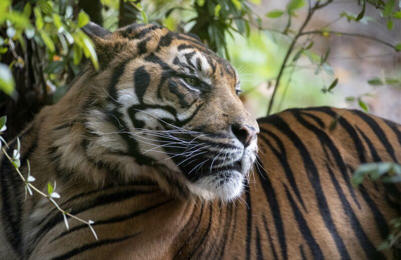 Parrainer tigre de Sumatra Asu