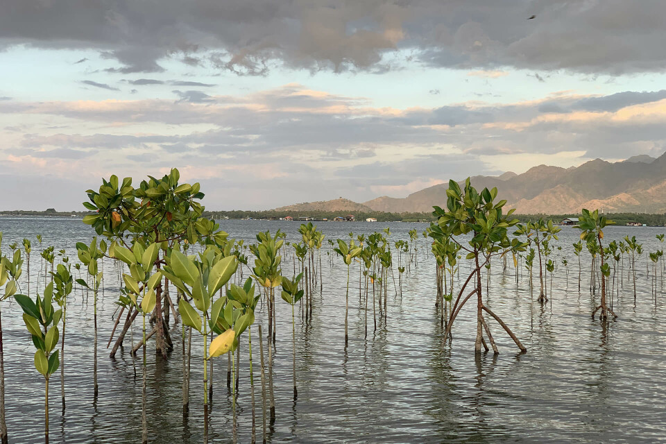 Restauration de la mangrove au Sénégal – Association Beauval Nature