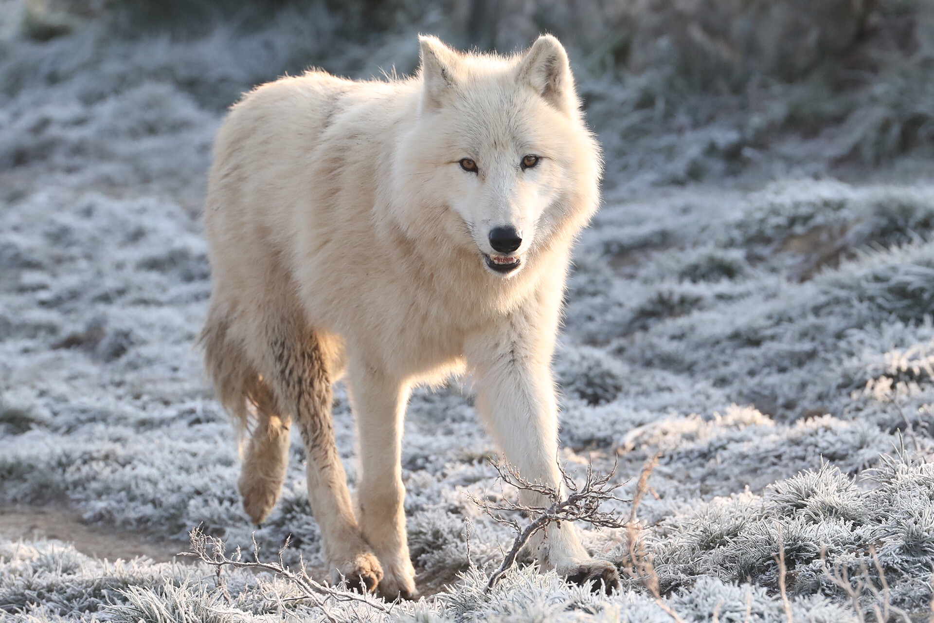 Parrainer les loups arctiques de Beauval - Parrainage ZooParc